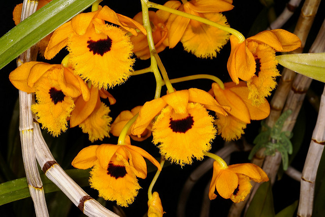 Trồng lan Hoàng thảo long nhãn rực rỡ sắc vàng