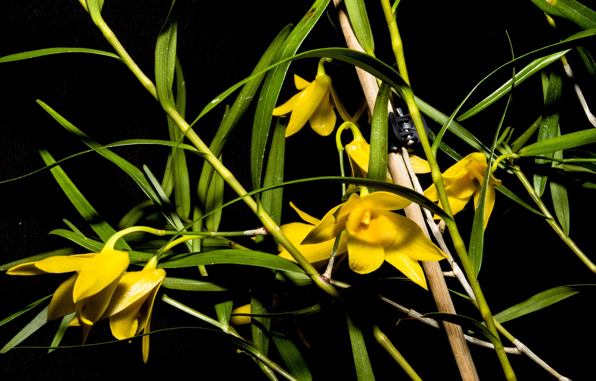 Một số điều cần biết về lan Hoàng thảo Trúc đen