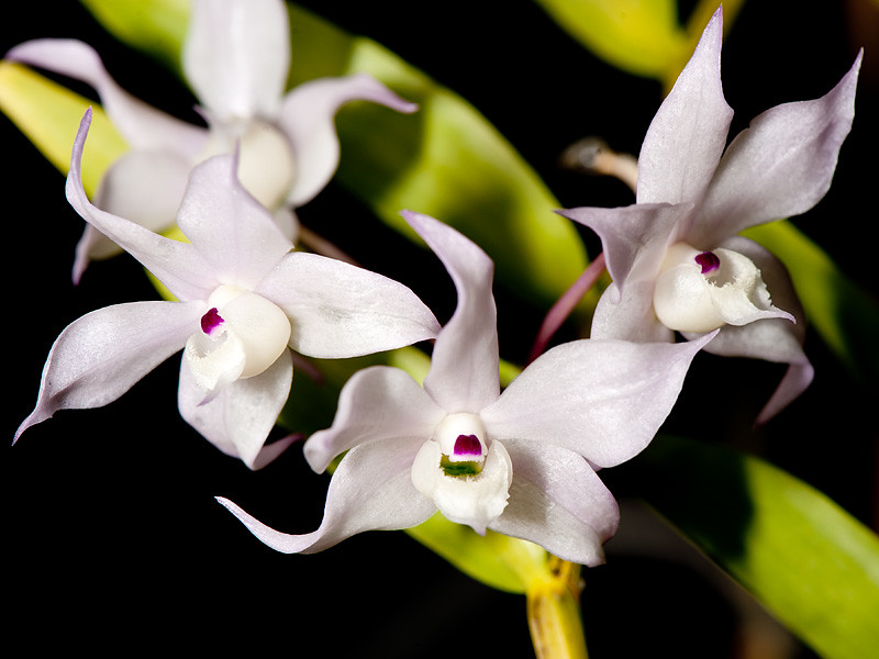 Cách trồng và chăm sóc Hoàng thảo hương vani