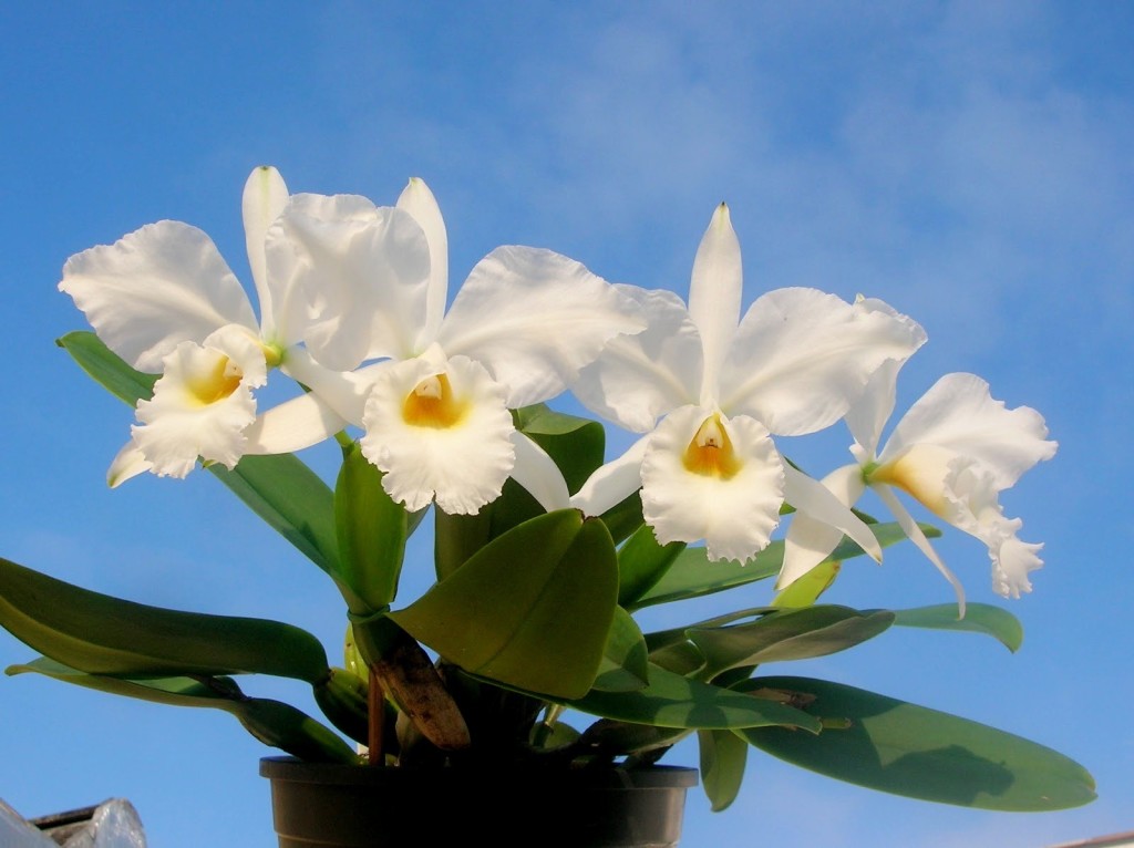 Kiến thức phân loại lan Cattleya 