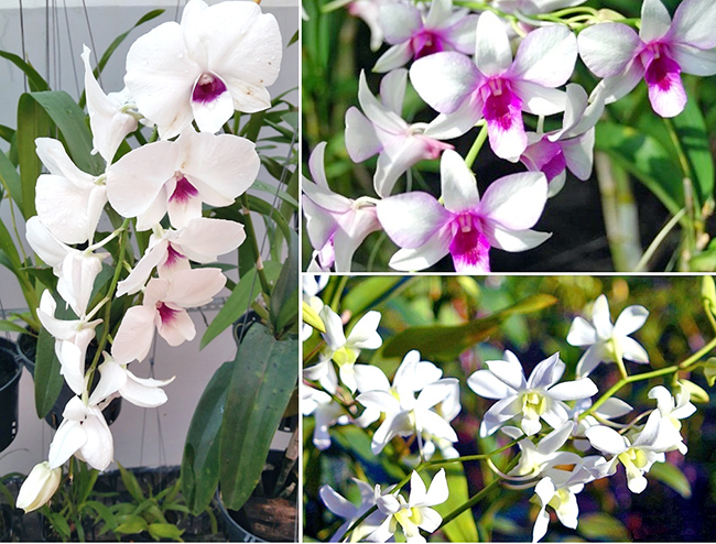 Tuyệt chiêu trồng lan Dendro trắng hiệu quả