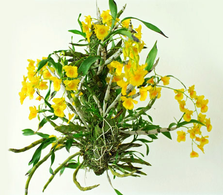 Cách chăm sóc lan Kim Điệp vàng