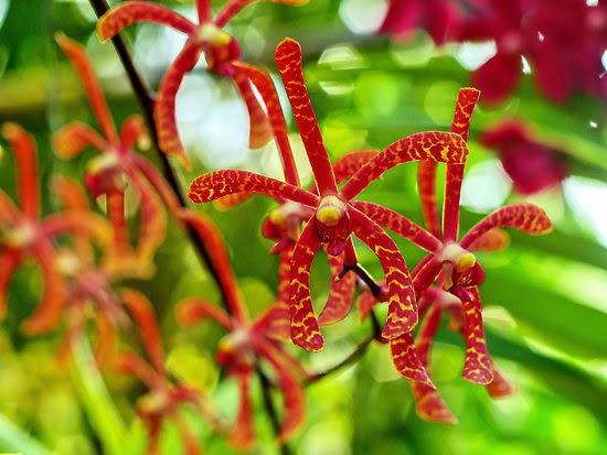 Hướng dẫn cách trồng lan Bò cạp mạnh mẽ