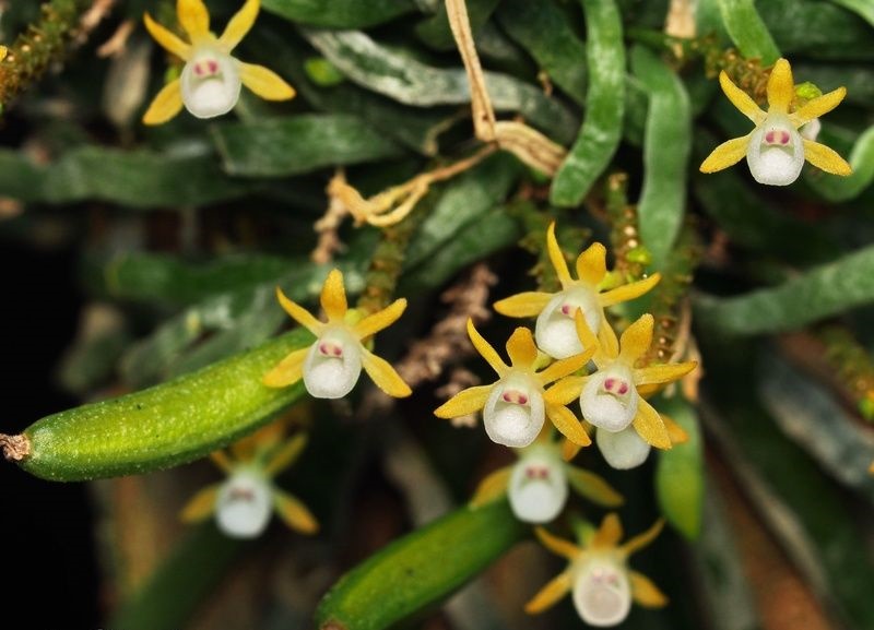 Cách chăm sóc lan Căn diệp đủ chất dinh dưỡng 