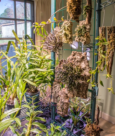 Xử lý giá thể và lưu ý khi trồng lan cấy mô