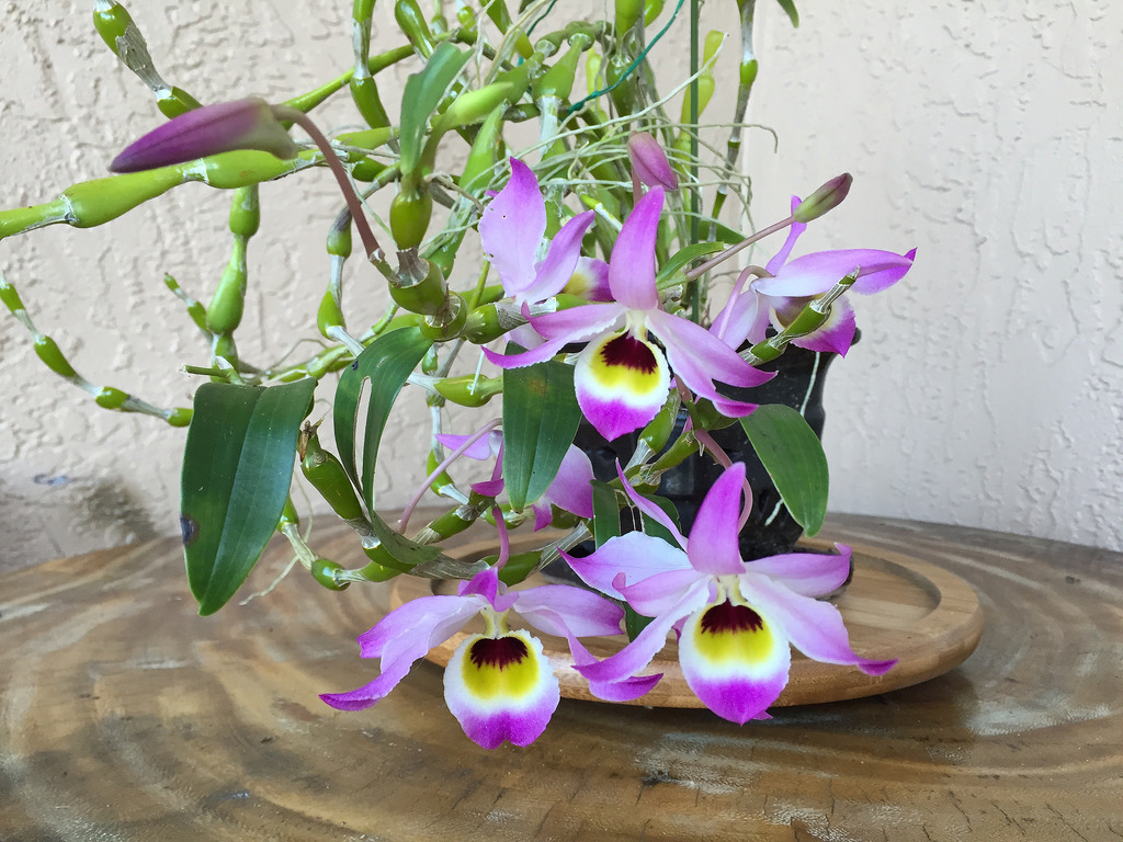 Hướng dẫn cách trồng lan chuỗi ngọc điện biên