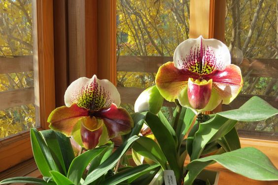 Tìm hiểu cấu trúc lan hài Slipper Orchids