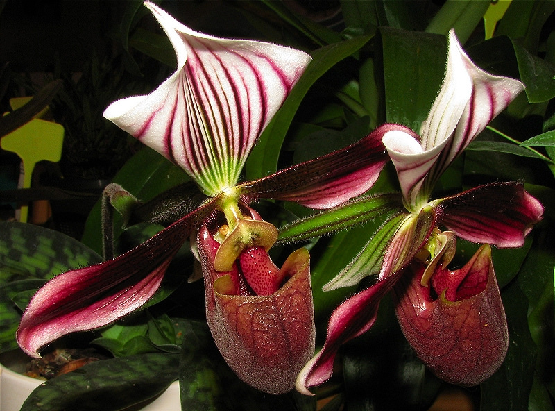 Khám phá vẻ đẹp mới lạ của lan hài vân bắc