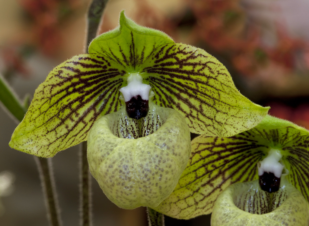 Khám phá cấu trúc và đặc điểm lan hài xanh 