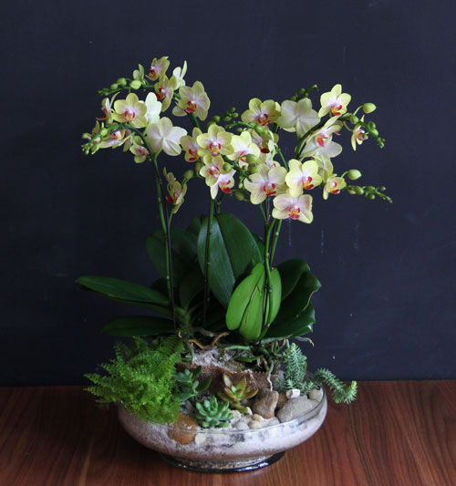 Tìm hiểu 4 điểm thú vị về lan Hồ điệp mini