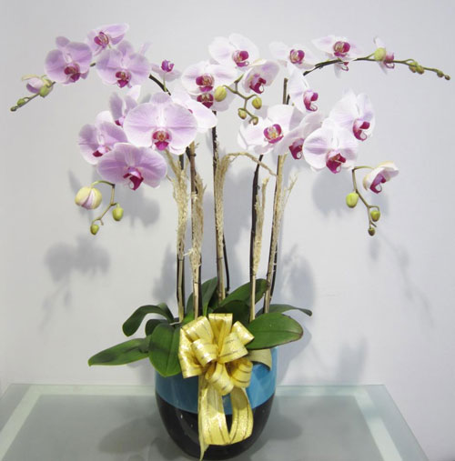 Cách làm phát hoa lan hồ điệp mọc thẳng