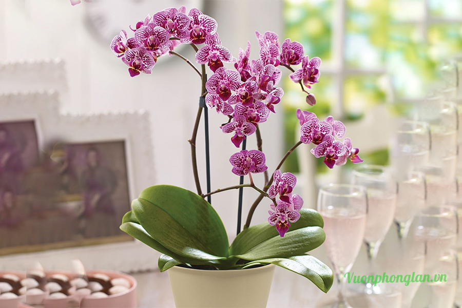 Làm thế nào để lan hồ điệp phát triển tốt nhất
