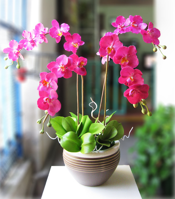 Các tiêu chuẩn đánh giá lan Hồ Điệp