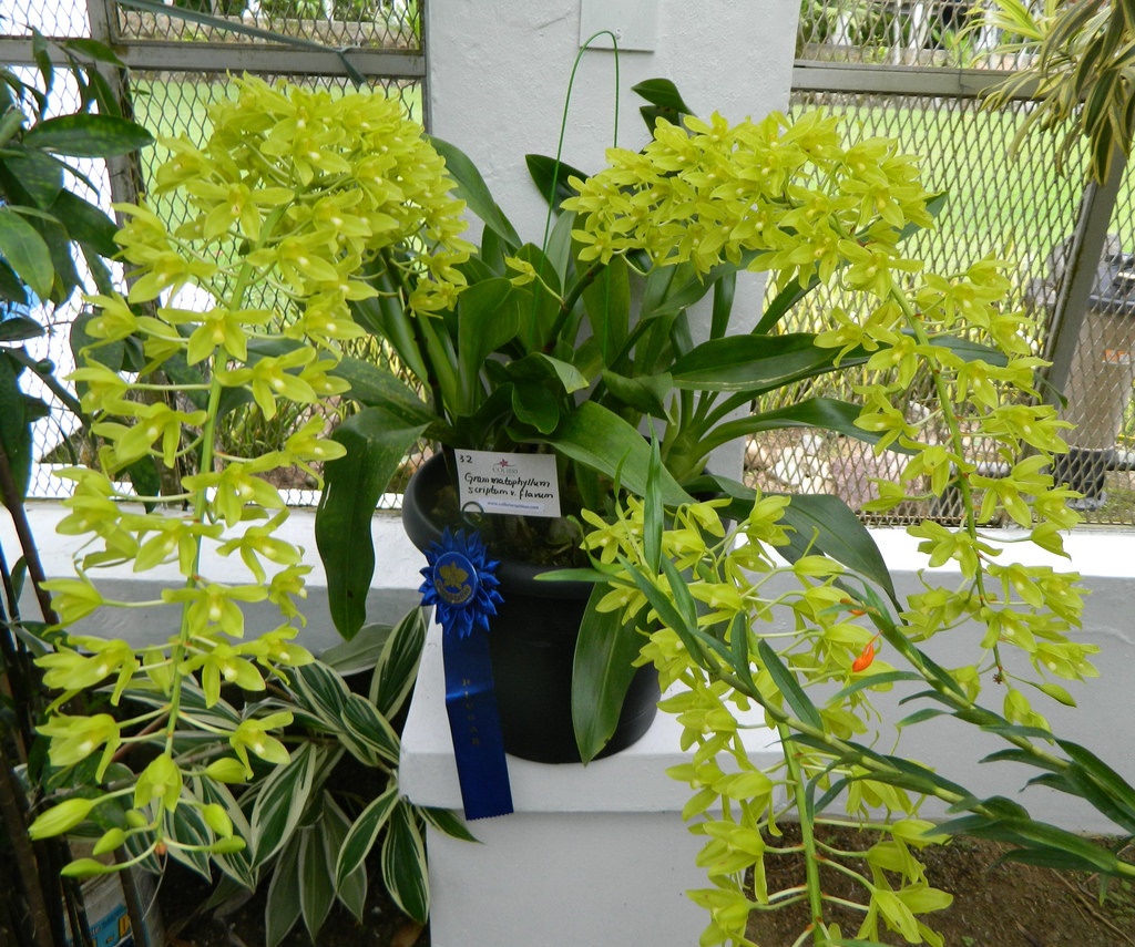 Hướng dẫn ghép và chăm sóc lan Hoàng hậu