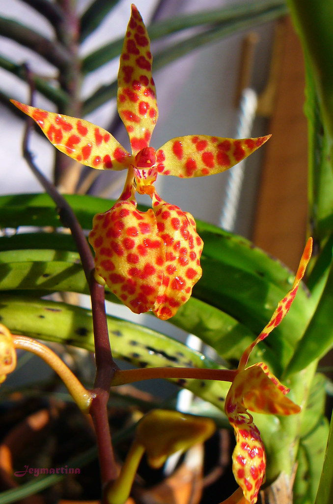 Điểm danh một số loại lan Huyết nhung đẹp rực rỡ