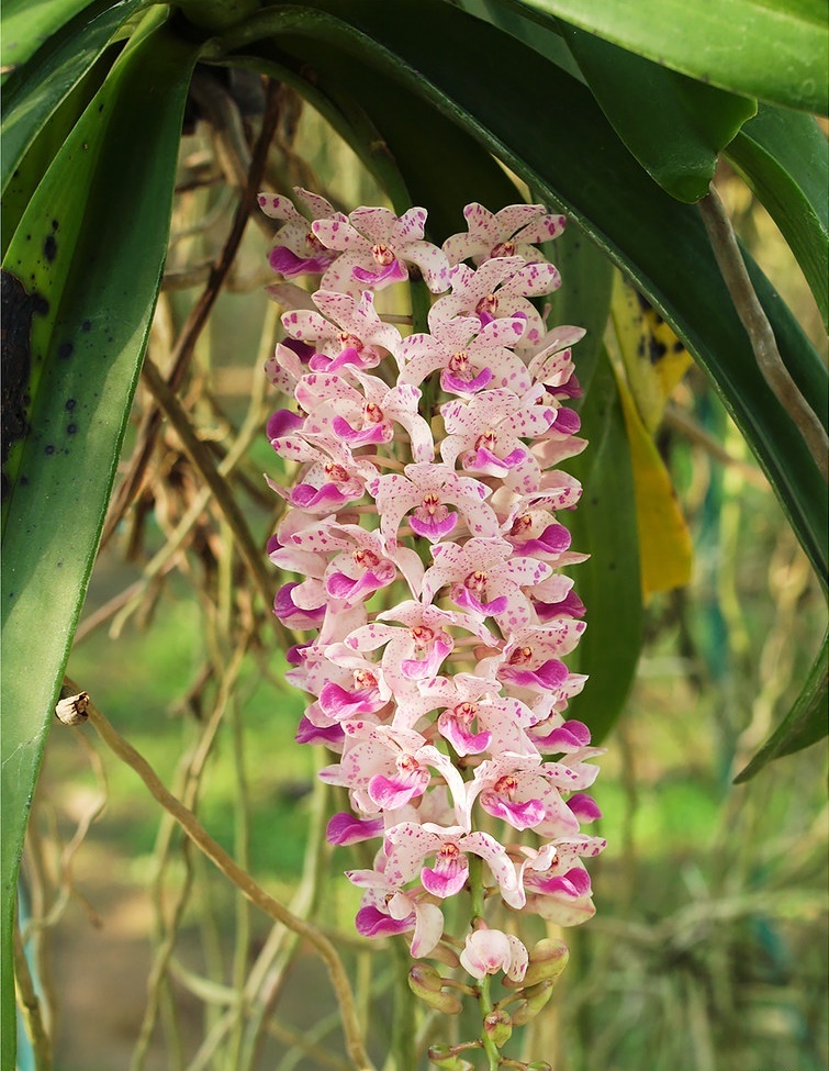 Bật mí 5 nguyên nhân lan Ngọc điểm không ra rễ