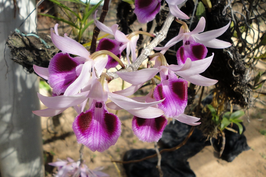 Một số loại lan rừng nên trồng