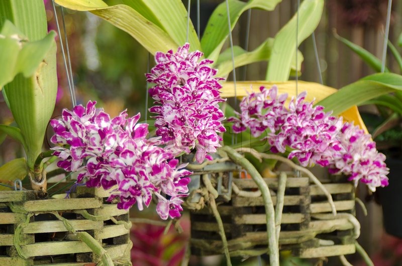 Bí kíp khiến lan ngọc điểm nở hoa đúng tết ở miền Bắc