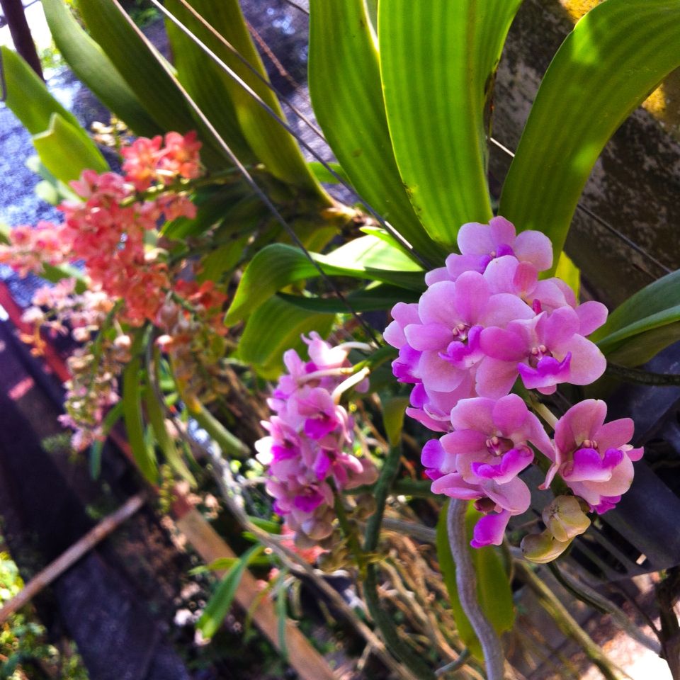 Xử lý lan Ngọc điểm bị vàng lá hoặc đứt rễ 