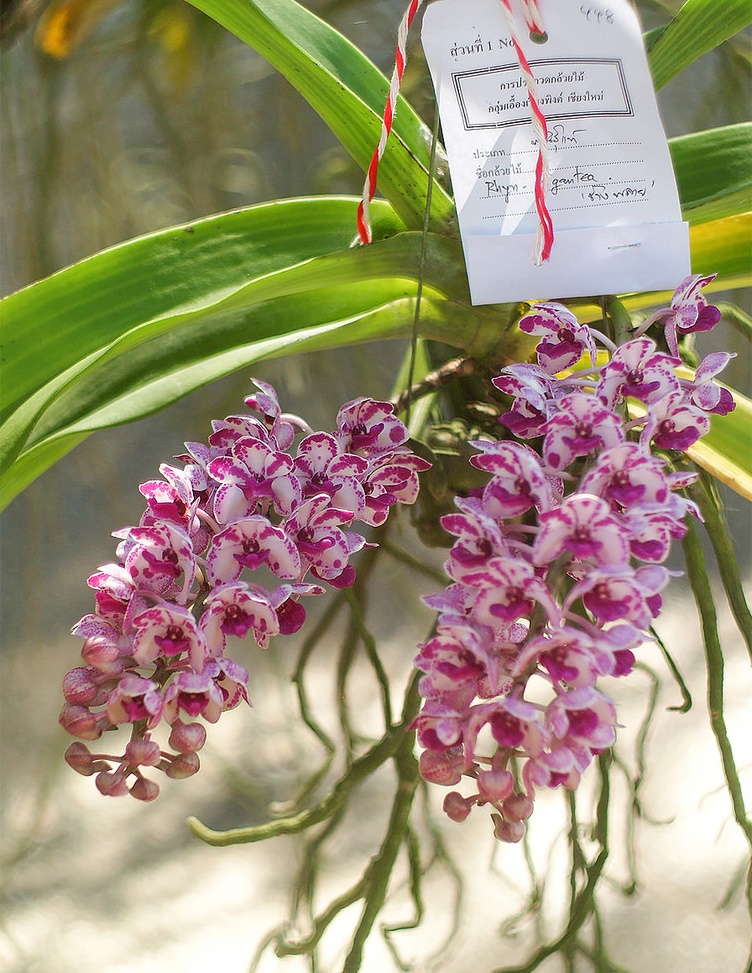 Bí kíp khiến lan ngọc điểm nở hoa đúng Tết ở miền Nam