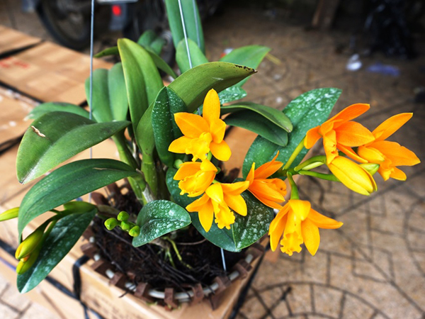 cách xử lý lan rừng cho người mới trồng