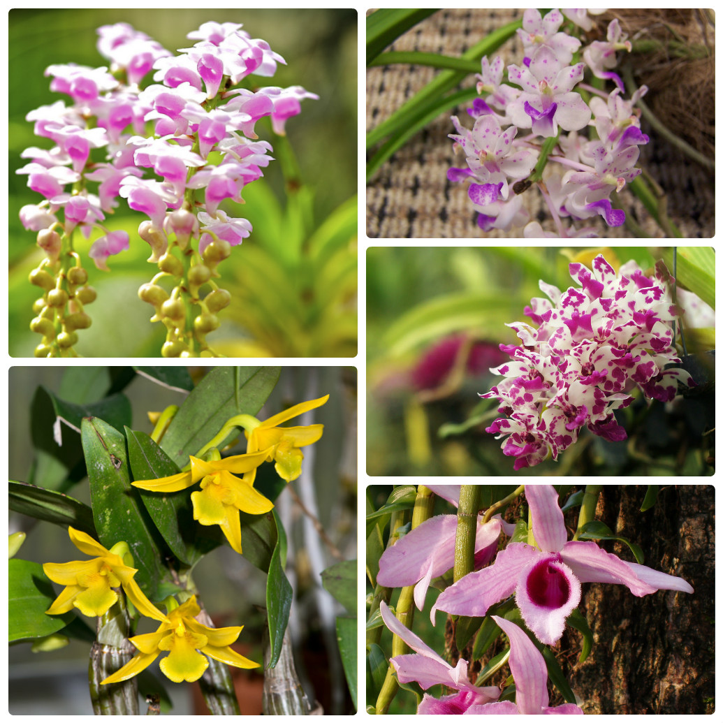 Khám phá các loại lan rừng thơm mang mùi hương quyến rũ