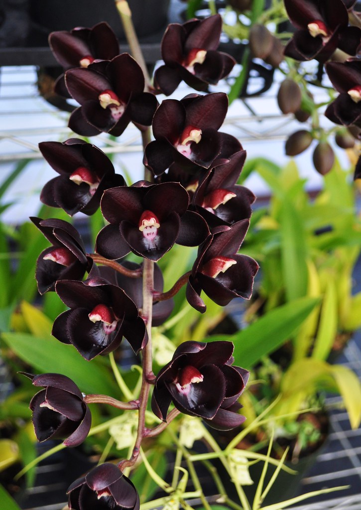 Lan thiên nga đen mang vẻ đẹp huyền bí vĩnh cửu