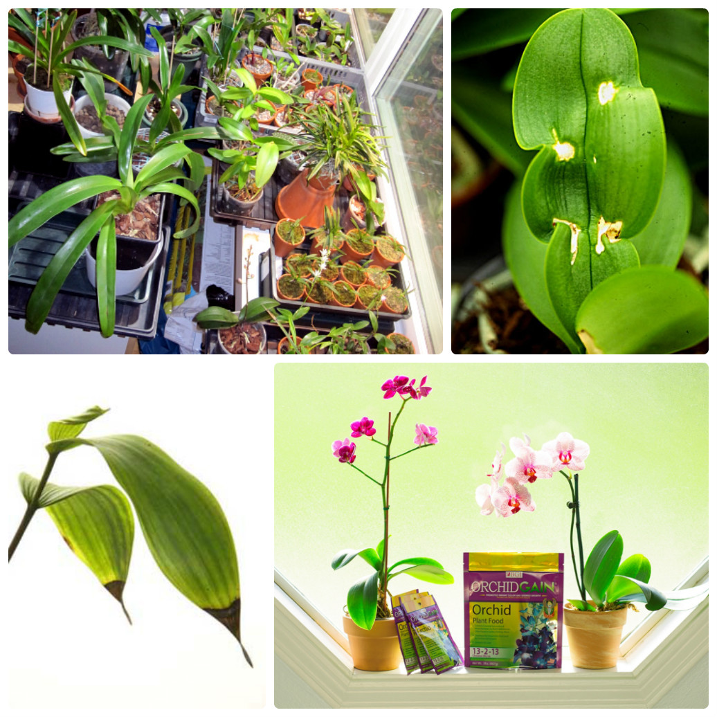 Bí kíp nhận biết phong lan thừa phân bón 