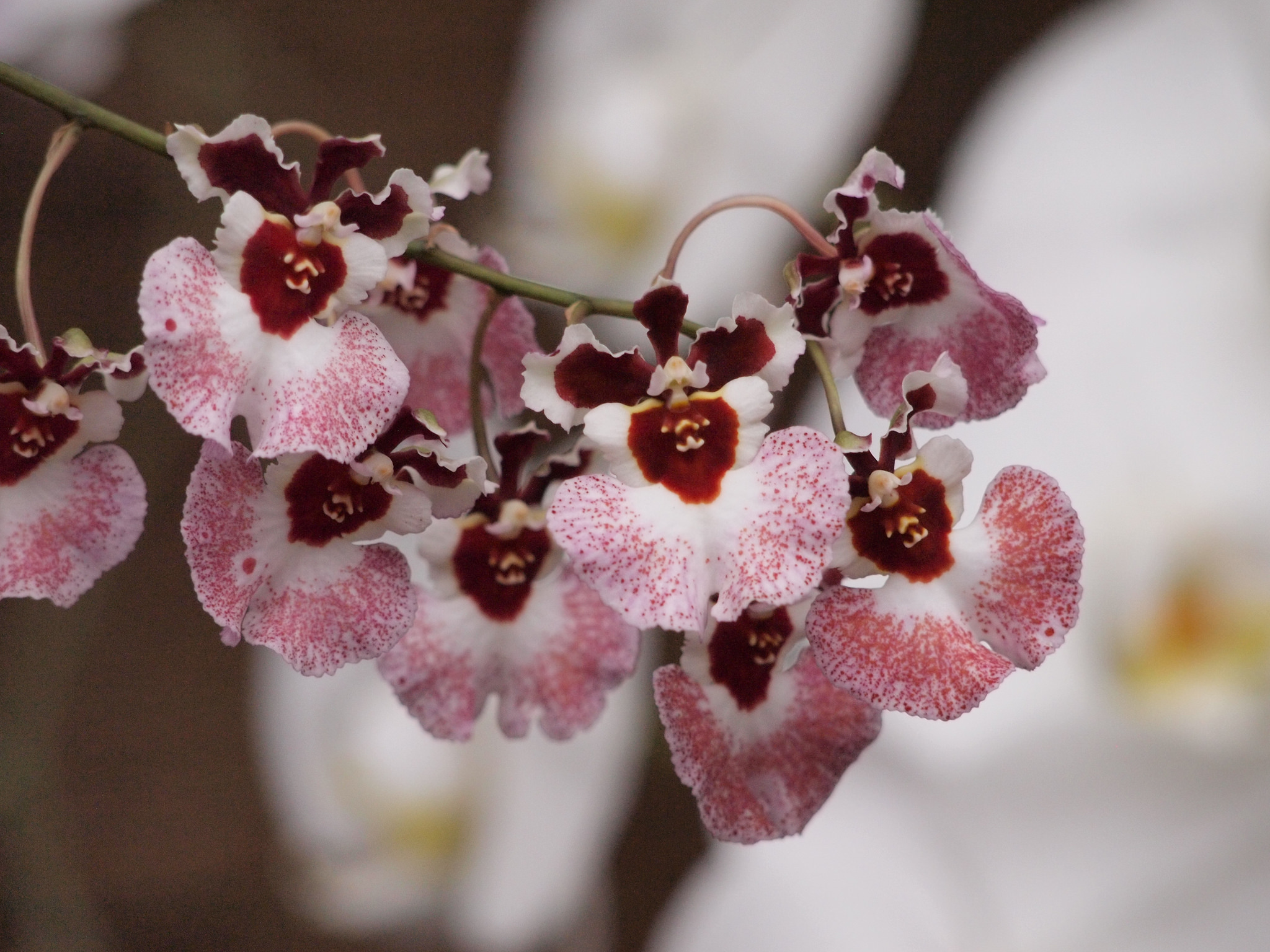 Hướng dẫn cách trồng lan Vũ nữ bút chì đẹp lung linh