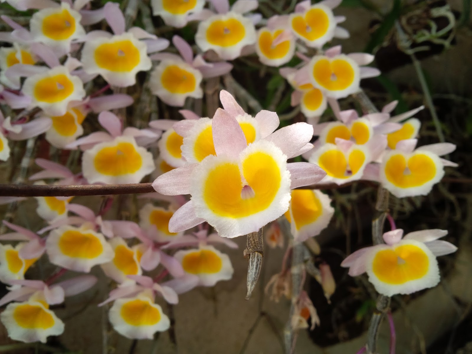 Hướng dẫn cách trồng lan Long tu lào đơn giản