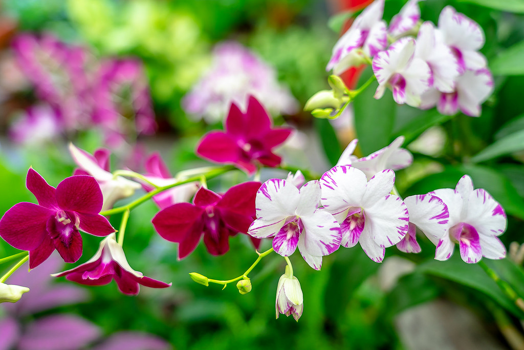 Bí quyết chọn lưới che nắng lan Dendro hiệu quả