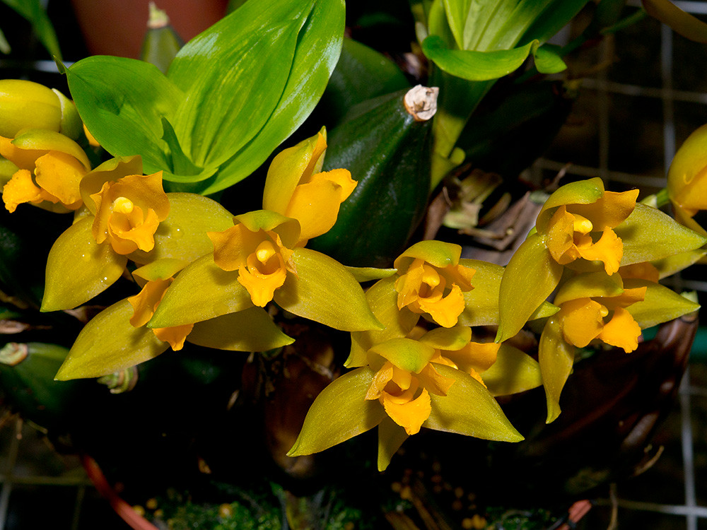 Khám phá một số điều về lan Lycaste 