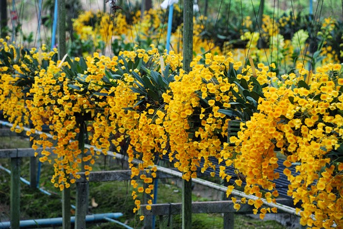 Mẹo hay chống nóng cho lan những ngày nắng nóng