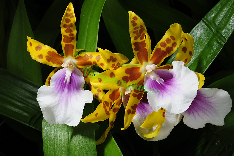 Cẩm nang kiến thức về hoa lan Miltonia