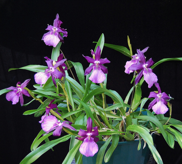 Chuyển đổi mô hình trồng lan đem lại hiệu quả kinh tế