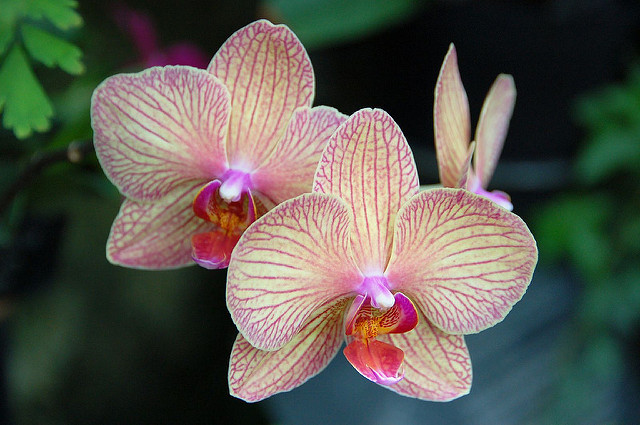 Tìm hiểu điều kiện môi trường sống của hoa lan