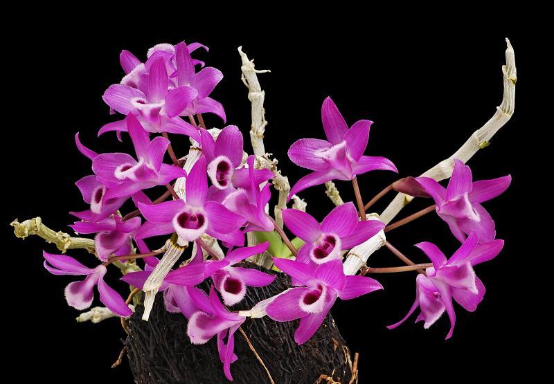 Mùa nghỉ của hoa lan