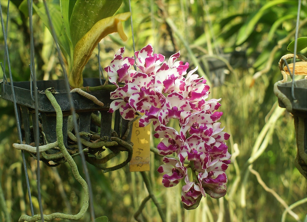 Gợi ý cách trồng lan Ngọc Điểm cấy mô từ chai