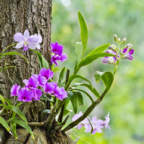 Chia sẻ kinh nghiệm cho người mới trồng lan