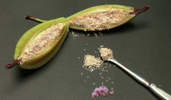 Cách gieo hạt nhân giống Lan hồ điệp