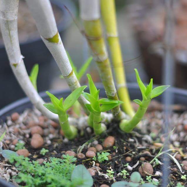 Kỹ thuật kích ki phi điệp và lan Hoàng thảo