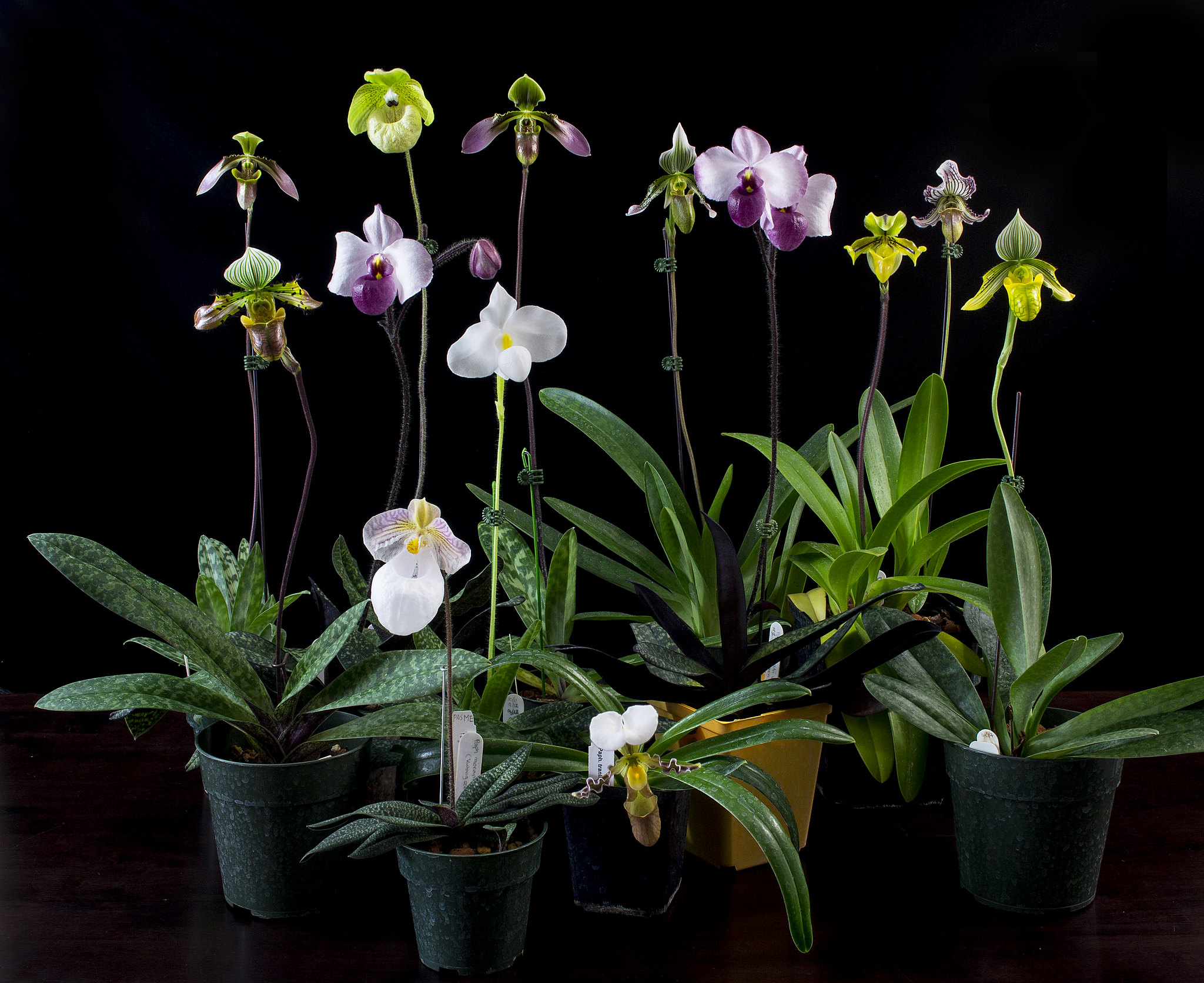 Cẩm nang kiến thức các giống lan hài Việt Nam