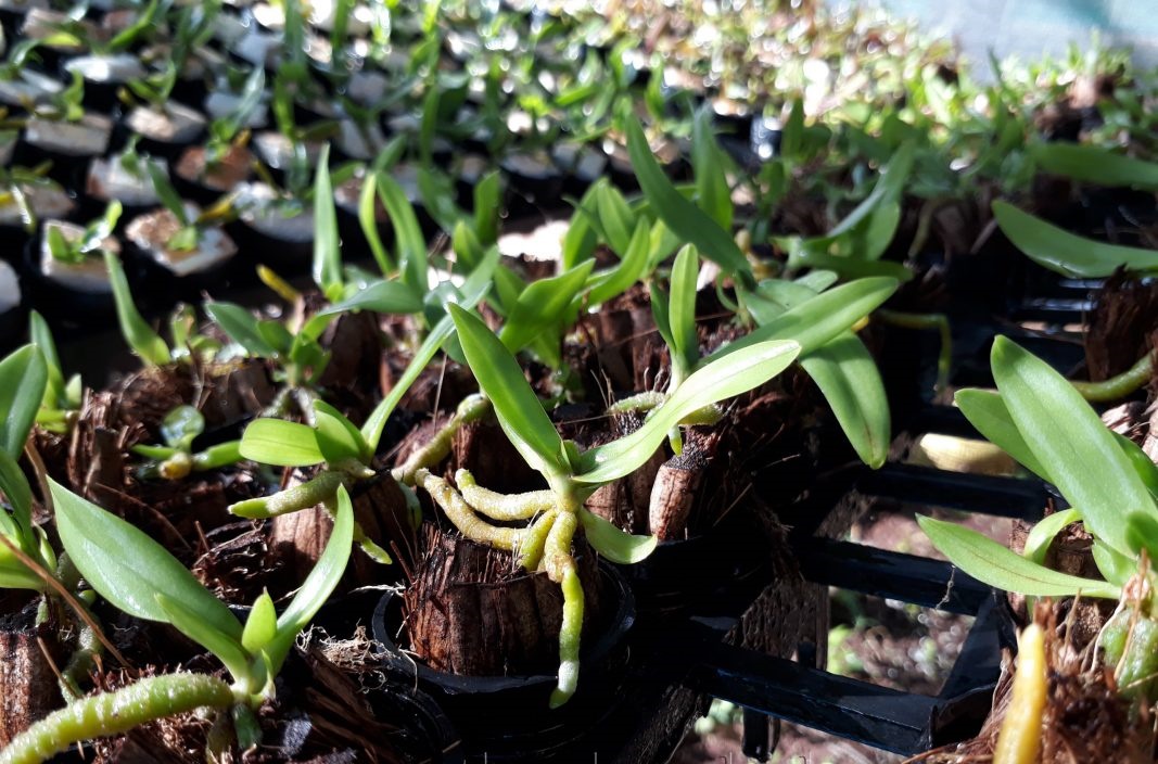 Cách phân biệt nhân giống lan cấy mô và gieo hạt