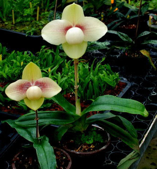 Cách phân biệt lan hài Hằng và hài Hương