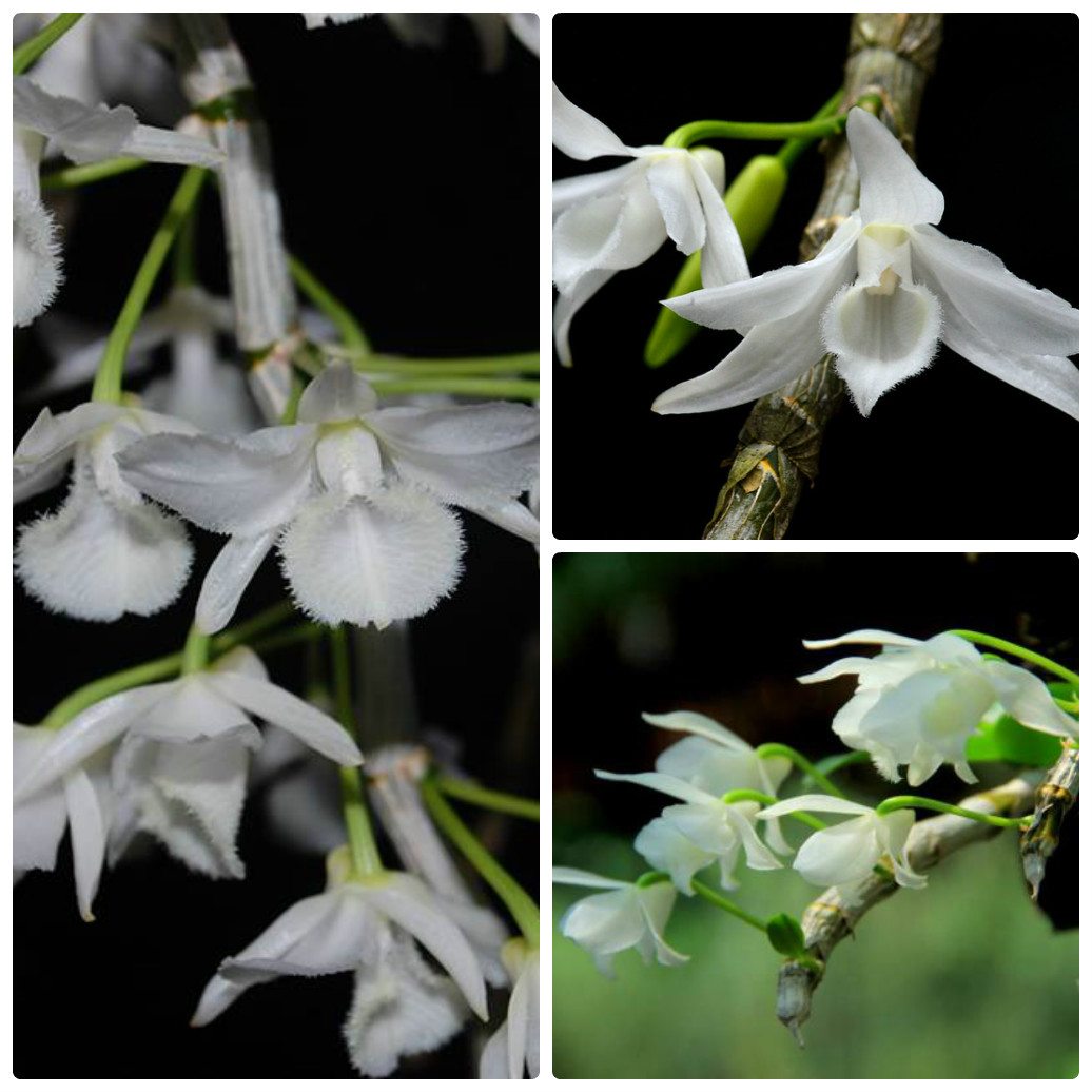 Bí kíp phân biệt Giả hạc hawaii và Trầm trắng 