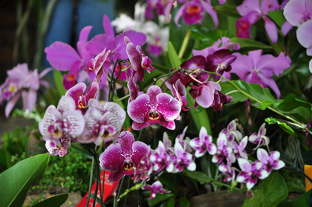 Bí quyết sử dụng phân bò giúp cây lan phát triển