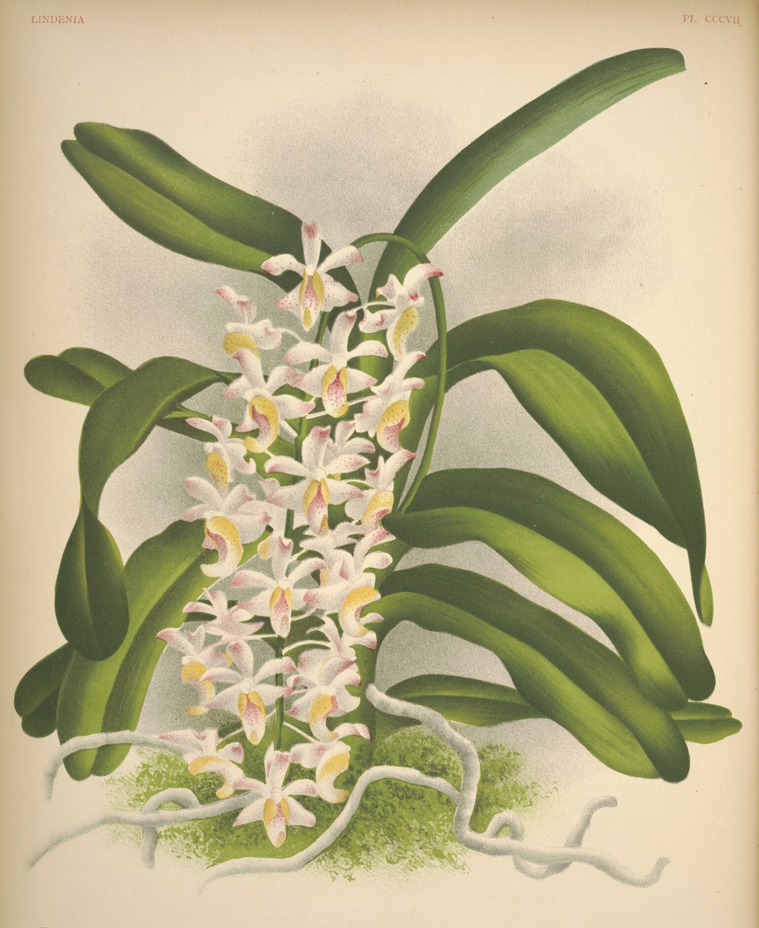 Nhận biết phân loại hoa phong lan theo từng nhóm