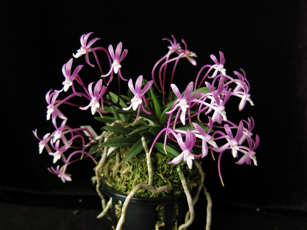 Tìm hiểu về phong lan Samurai