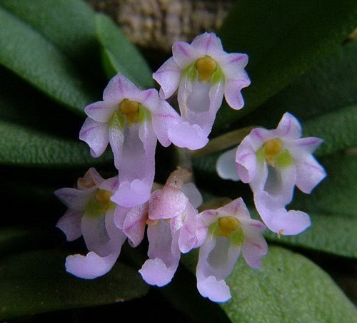 Phong lan tí hon ở Việt Nam