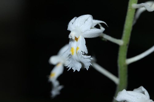 Phát hiện loài hoa lan mới Podochilus rotundipetala 